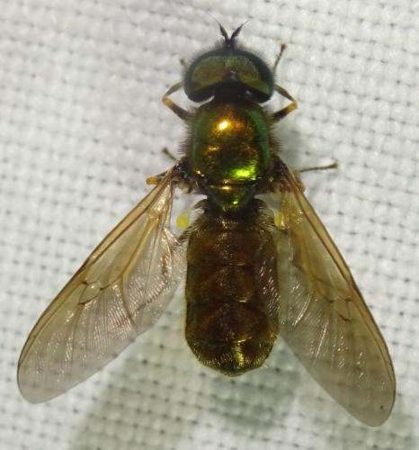 Réf. 354 737 : Chloromyia formosa